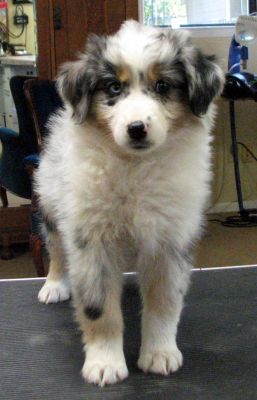 Crystal