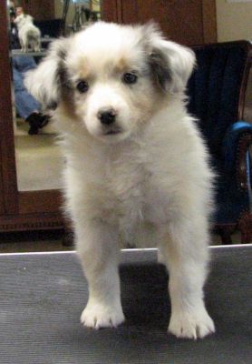 Molly (Puff)