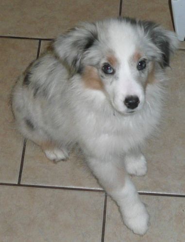 Molly (Puff)
