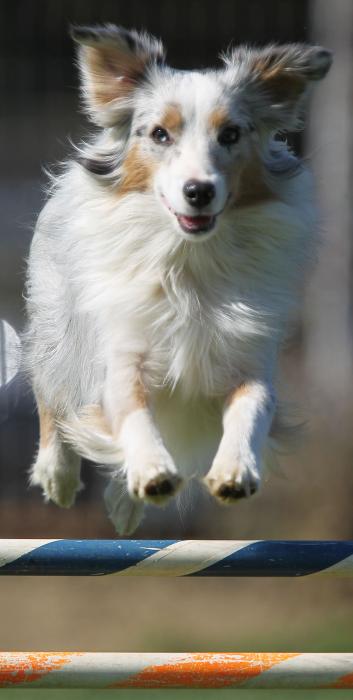 Molly (Puff)