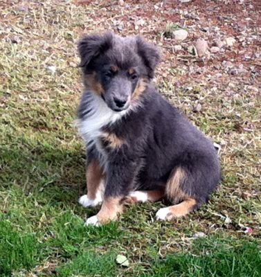 Maggie (Lacey)