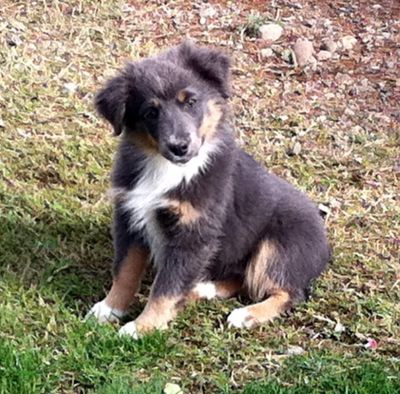 Maggie (Lacey)