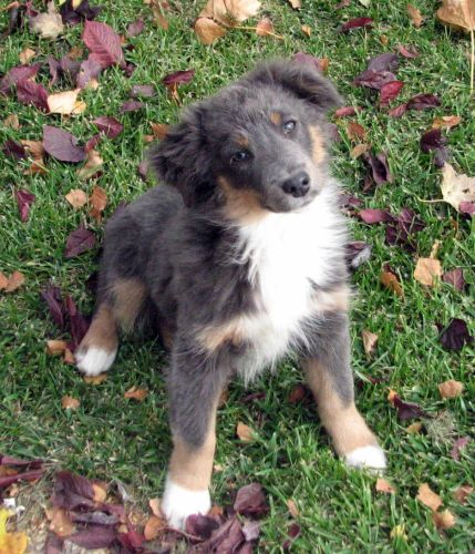 Maggie (Lacey)