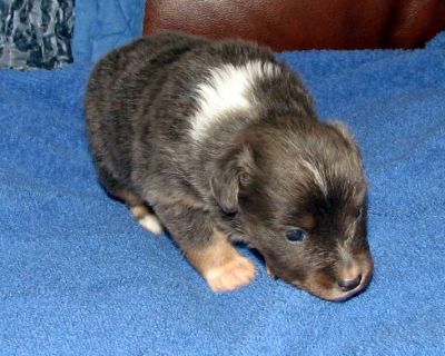 Maggie (Lacey)
