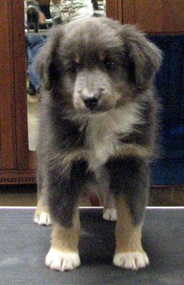 Maggie (Lacey)