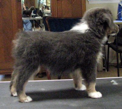 Maggie (Lacey)