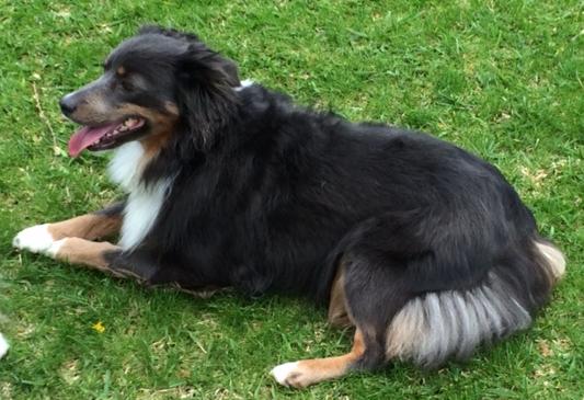 Maggie (Lacey)