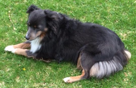 Maggie (Lacey)