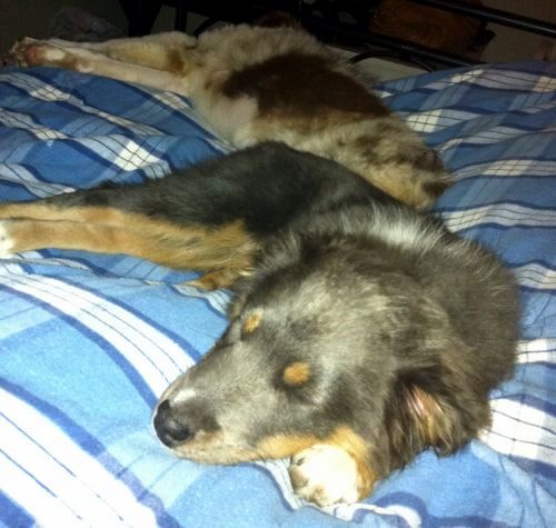 Maggie (Lacey)