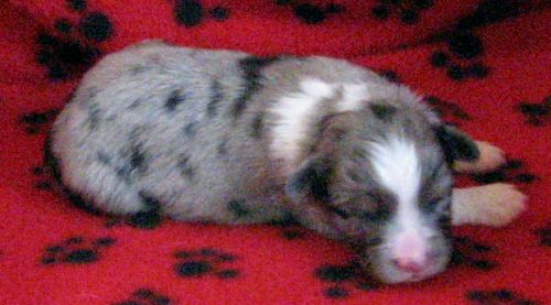 bmm2