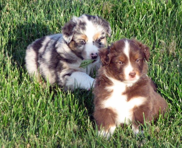 Cassie × NOAA litter