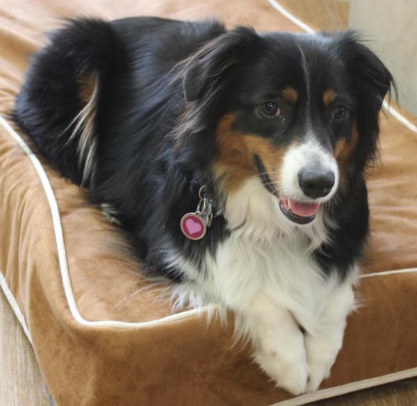 Amelia