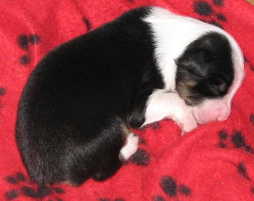 One week old...