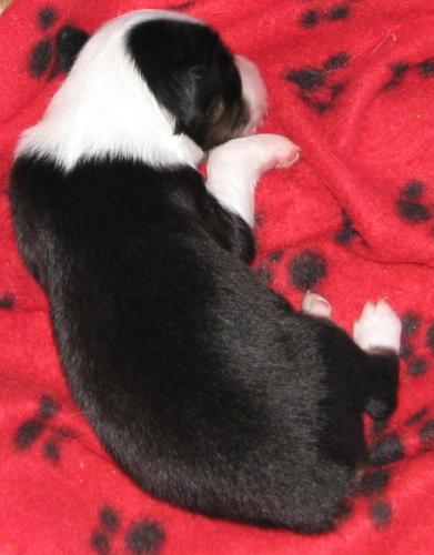 One week old...
