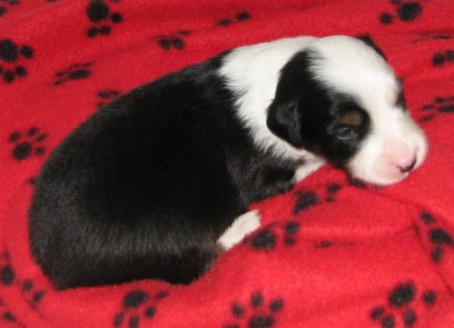 Two weeks old...