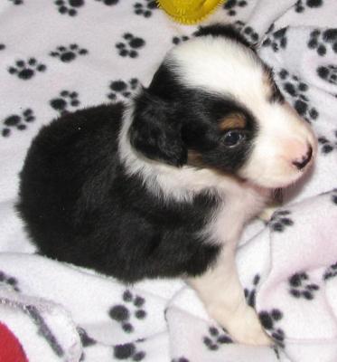 Four weeks old...
