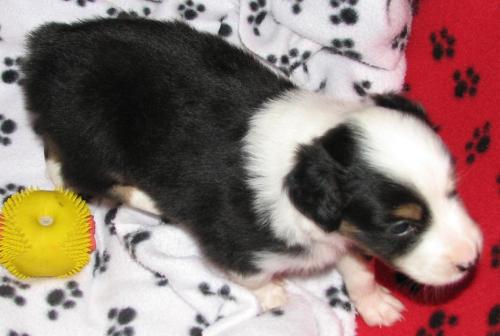 Four weeks old...