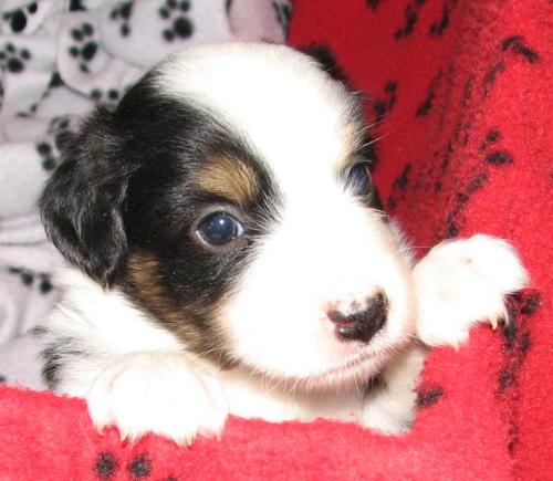 Four weeks old...