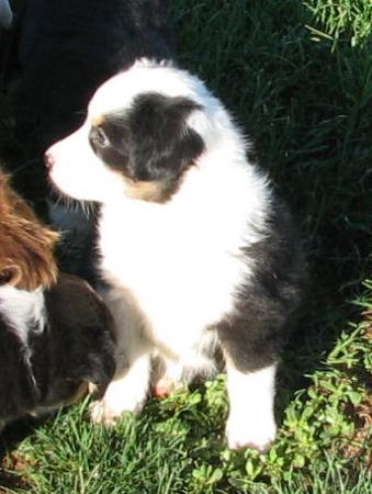 Six weeks old...