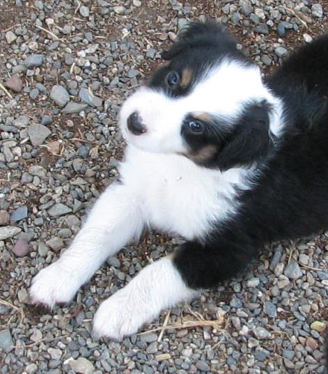 Six weeks old...