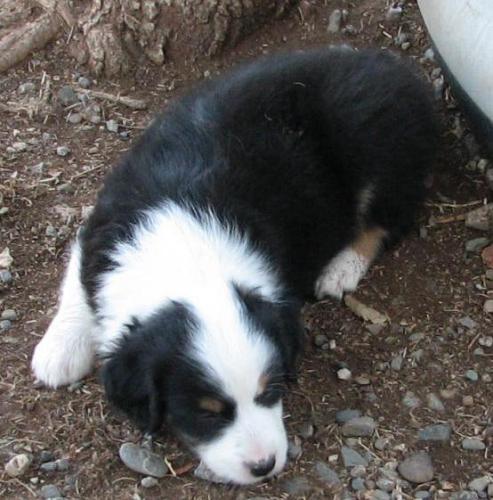 Six weeks old...