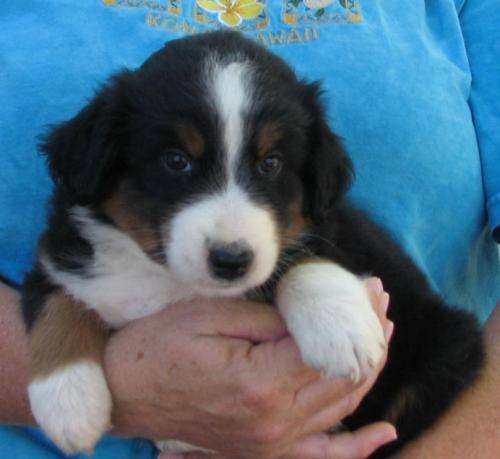 Duke