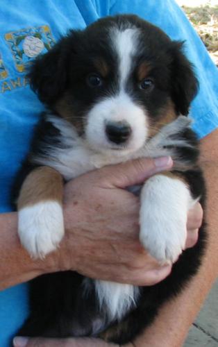 Duke