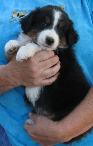 Duke