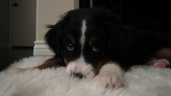 Duke