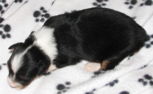 Nova