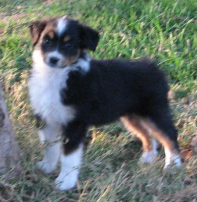 Nova