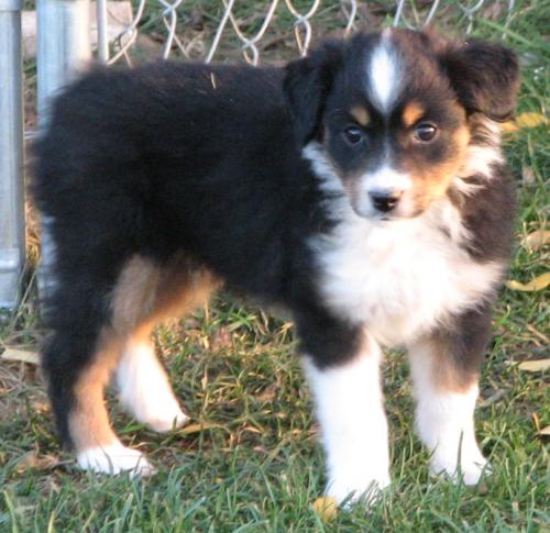 Nova