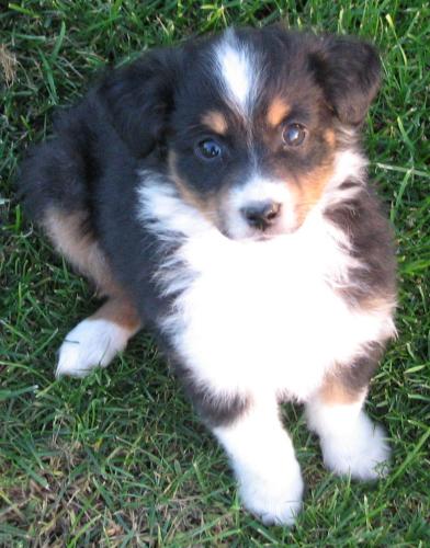 Nova