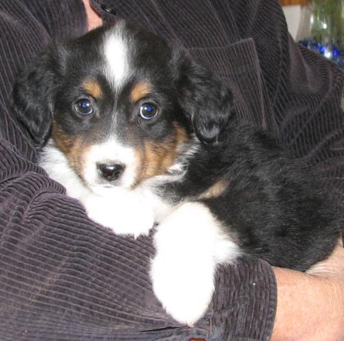 Nova