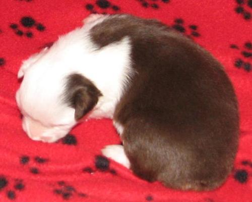 Magnolia