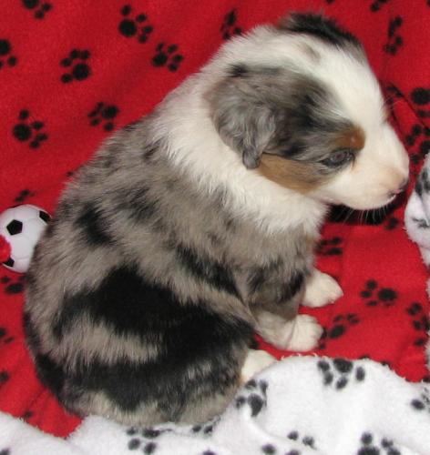 Shikoba