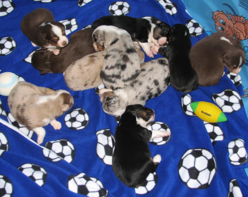 Cassie × Cody litter