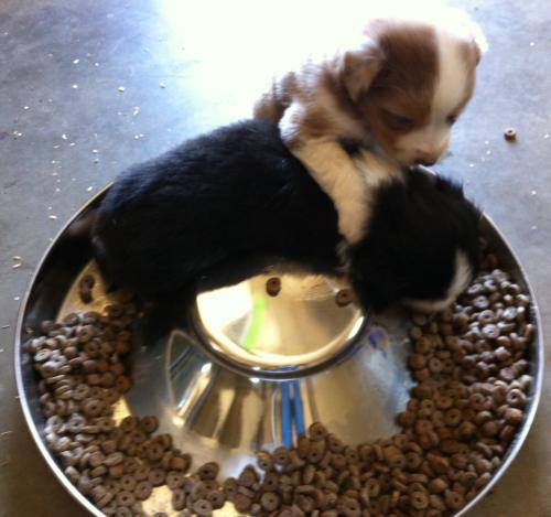 Cassie × Cody litter