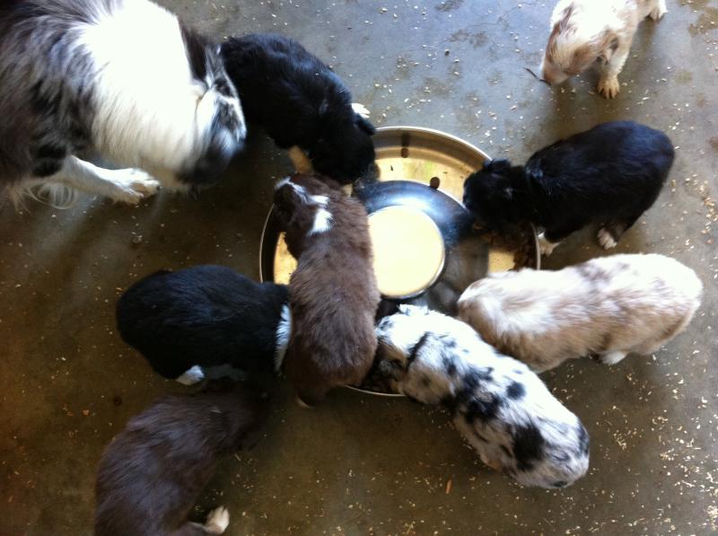 Cassie × Cody litter