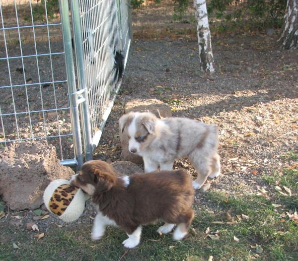 Cassie × Cody litter