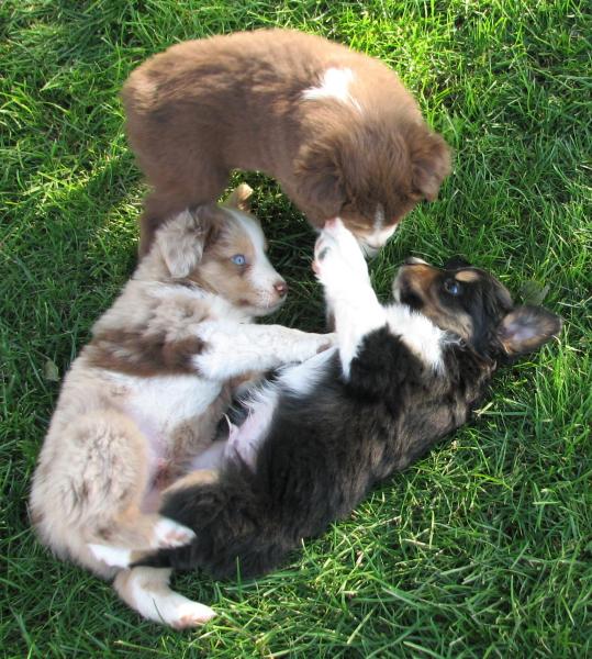 Cassie × Cody litter