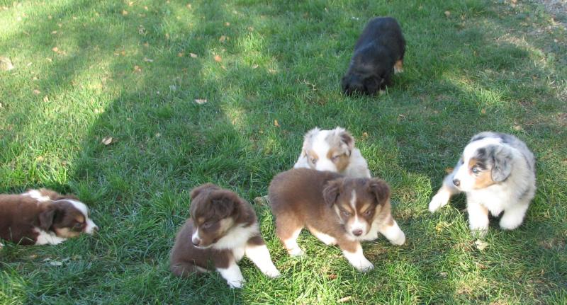 Cassie × Cody litter