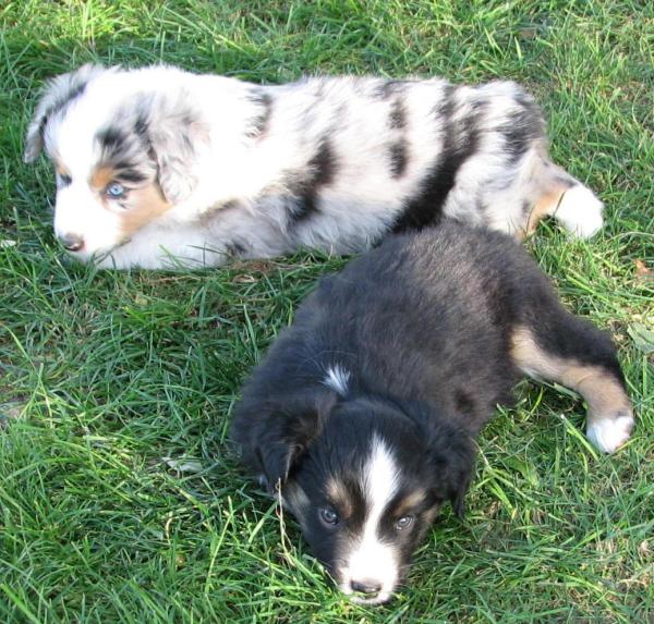Cassie × Cody litter