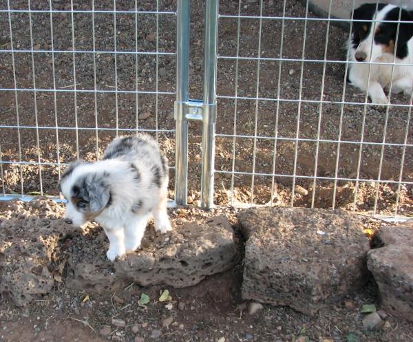 Cassie × Cody litter