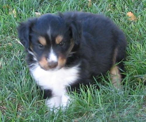 Shep