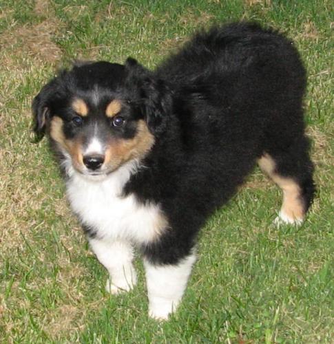 Shep