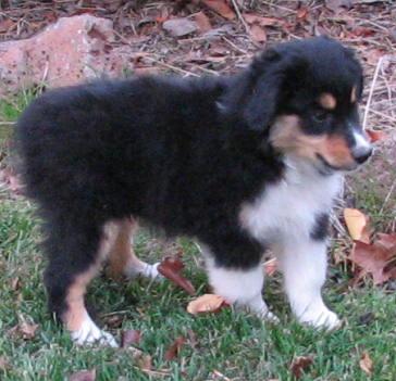 Shep