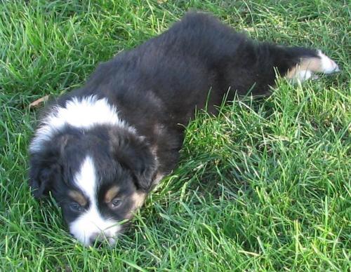 Ruger