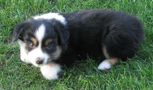 Ruger