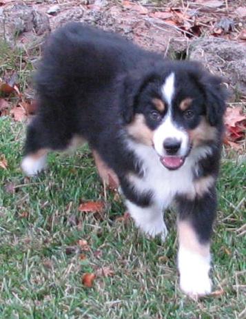Ruger